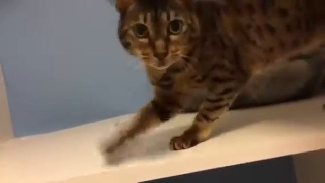 Cleo Kitty Mail!! смотреть онлайн