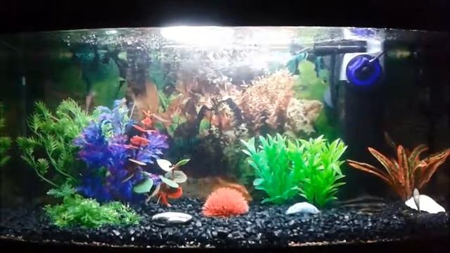 Akwarium filtr Unifilter UV Chopin walc a moll смотреть онлайн