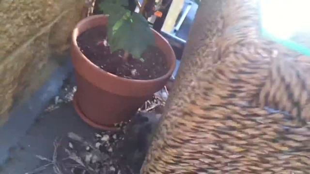 Неблагодарные квартиранты. Как так можно жить! смотреть онлайн