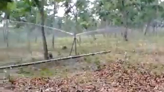 sonnet r redwan.. doloi tea garden. Mbazar смотреть онлайн