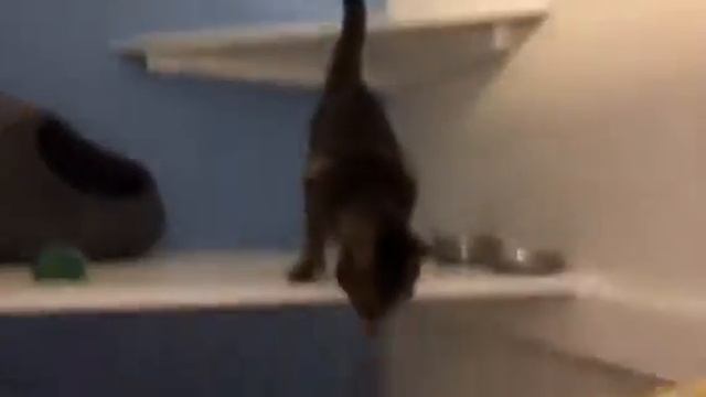 Cleo Kitty Mail! смотреть онлайн