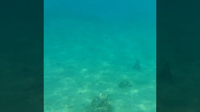 Альбатрос Аква Парк Шарм смотреть онлайн