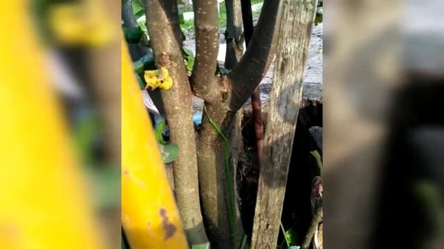 ЯБЛОНЯ СВОИМИ РУКАМИ | ДАЧНЫЕ ИСТОРИИ смотреть онлайн