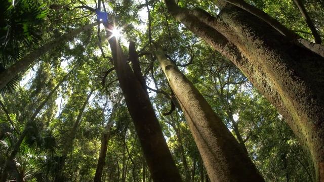 Healing music for the heart and blood vessels 🌿 Music for deep sleep and relaxation for the soul смотреть онлайн