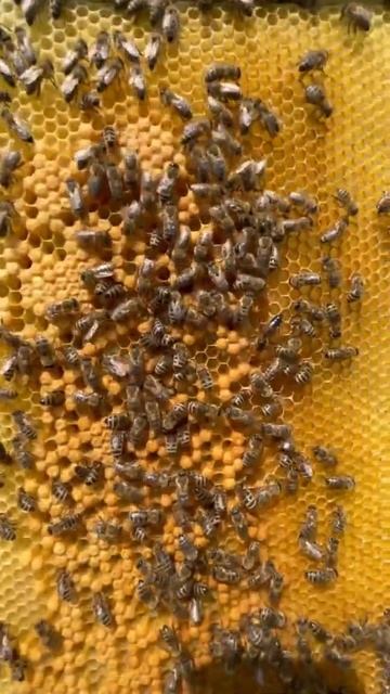 Engaging Animal Activists