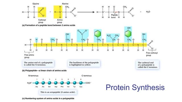 Cellular Information - RNA and DNA смотреть онлайн