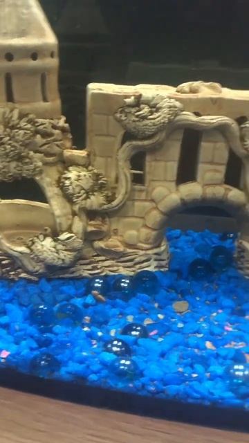 Мини экскурсия:) #рыбки #аквариум