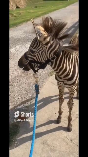 WHAT A ZEBRA ACTUALLY SOUNDS LIKE #funny #hilarious #shortvideo #subscribe #trending #viral #love смотреть онлайн