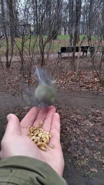 Голубь никак не может решить синица он или нет смотреть онлайн