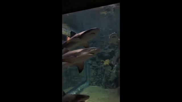 Это окуляр смотреть онлайн