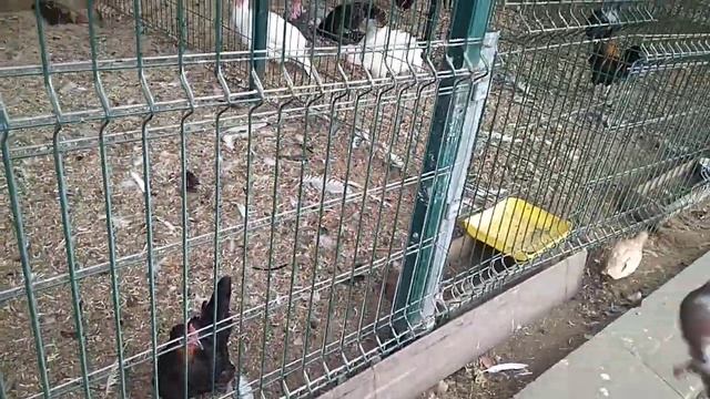 Зоопарк смотреть онлайн