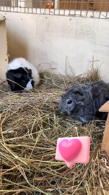 Морские свинки смотреть онлайн