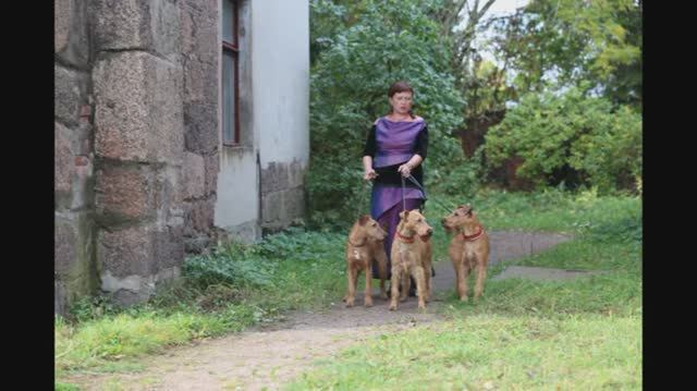 Ирландские терьеры : Осенняя прогулка в стиле конца 19 ,начало 20 века     26сентября 2015