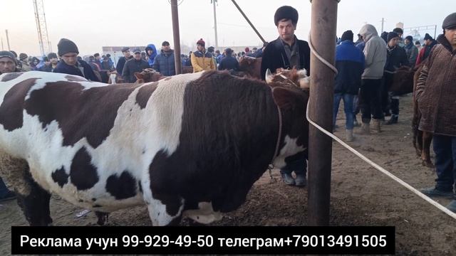 BUXORO KOGON MOL BOZOR 17.12.2023/GIGANT BUQALA CHIQGAN!