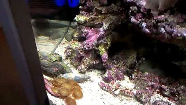 My kent bioreef. смотреть онлайн