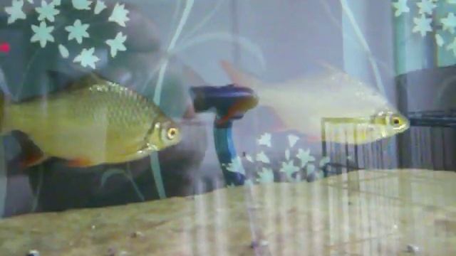 Tinfoil barb's flicking ect ??? смотреть онлайн