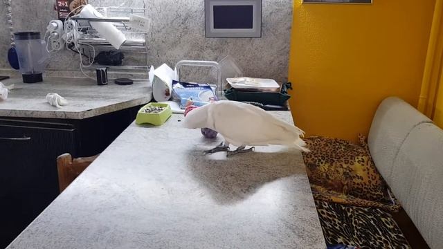 Попугай баскетболист!!!))) смотреть онлайн