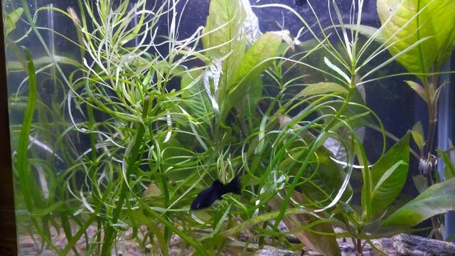 Akwarium HRG-300 смотреть онлайн