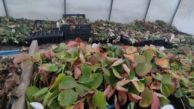 Зимовка рассады клубники в теплице смотреть онлайн