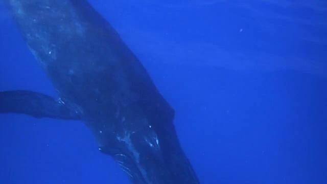 Humpback Whale Waves underwater Maui смотреть онлайн