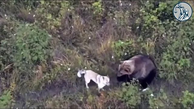Собака ушла от людей в тайгу к медведям смотреть онлайн