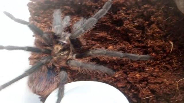 Big Invert Housing Vid - 3 Ts, Vinegaroon and S.alternans (Giant Haitian Centipede) смотреть онлайн