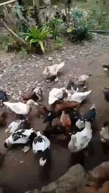 Chicken & duck Feeding Rice Amazing #shorts смотреть онлайн