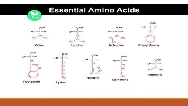 Proteins смотреть онлайн