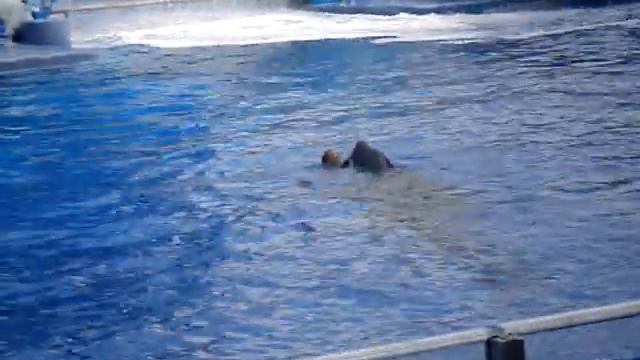 shamu...the killer whale смотреть онлайн