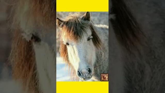 якутские лошади смотреть онлайн