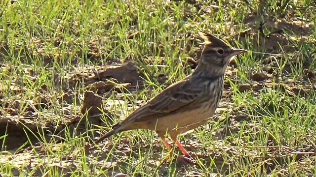Хохлатый жаворонок смотреть онлайн