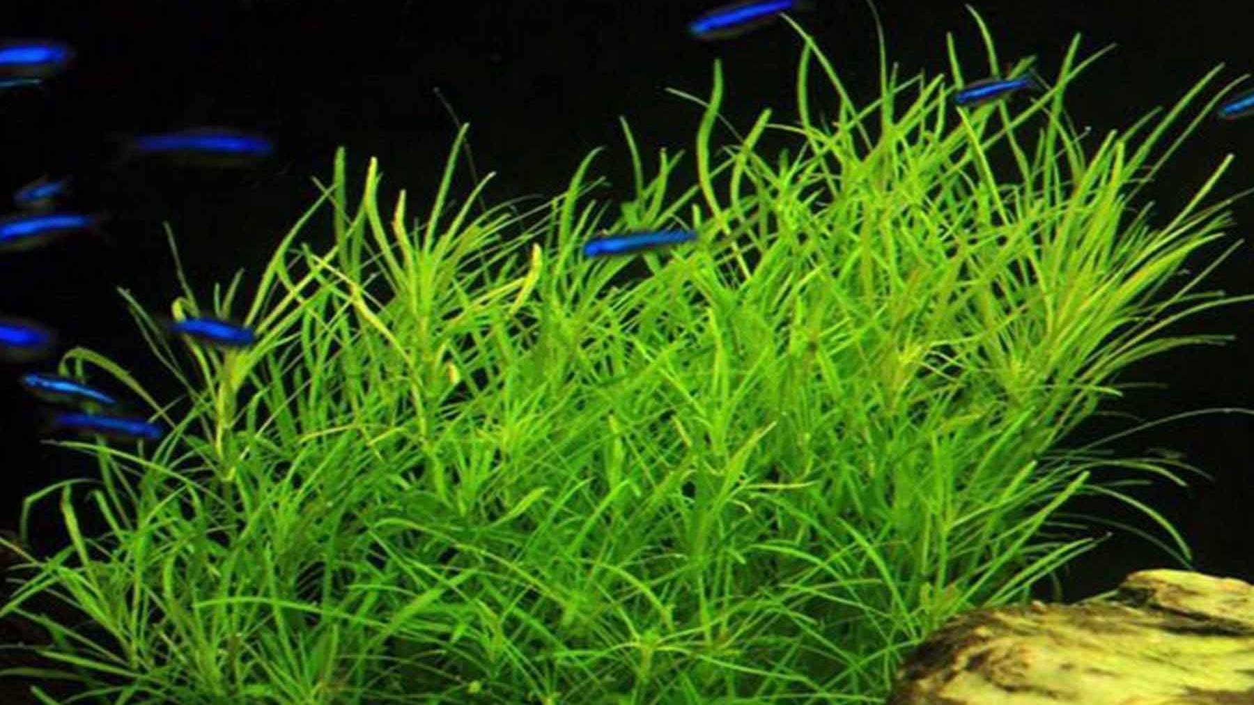 Погостемон октопус - Pogostemon Stellatus Sp. 