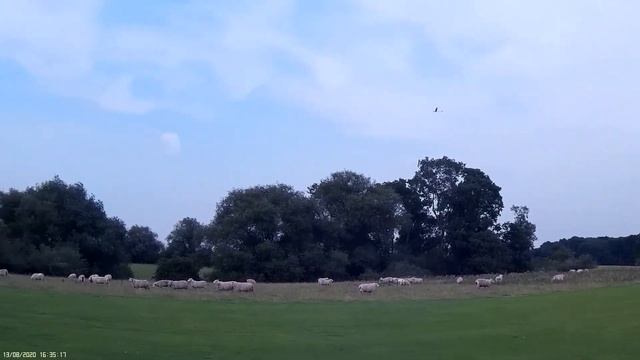 E- Flite Radian 12 2020 08 13 Landing смотреть онлайн