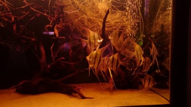 Pt.altum Rio orinoco linke línie 19 month old смотреть онлайн