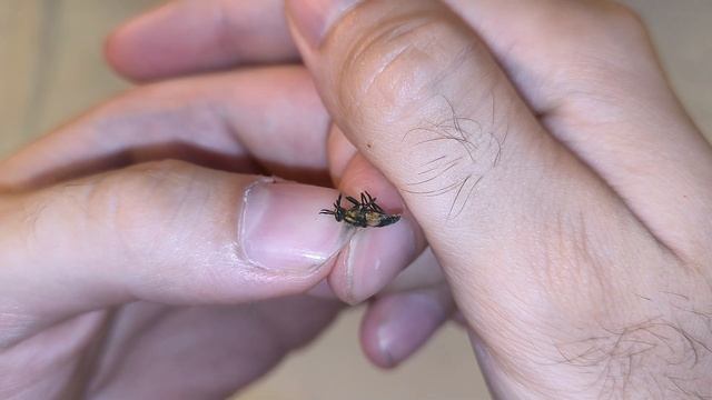 Zoo Chronicles Unleashed