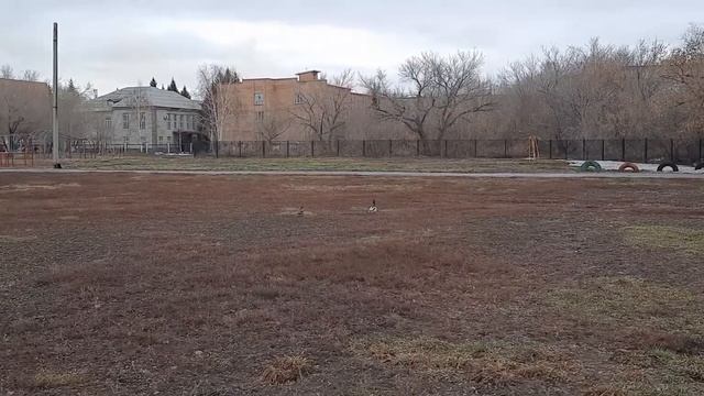 Весенний стадион. смотреть онлайн