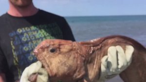 Рыбалка на Сахалине. Рыба Собака, камбала и треска.