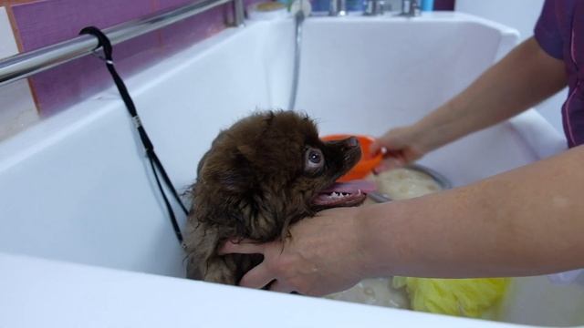 Щенок шпица. Правила ухода.Содержание, груминг.Руководство пользователя.