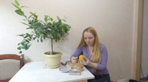 Дегустация Лиметта ди Рангпур и миртолистного померанца Чинотто.