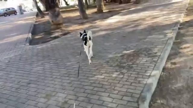 Dog 🐩 Squirrel 🐿 walk day 4 #животные #собака смотреть онлайн