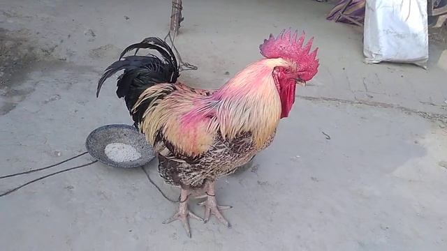5 kg ka murga vajandar murga | Five kilo rooster | पांच किलो का मुर्गा | भारी विशालकाय मुर्गा ? смотреть онлайн