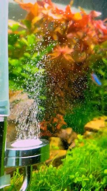 Co2 Diffuser in Action смотреть онлайн