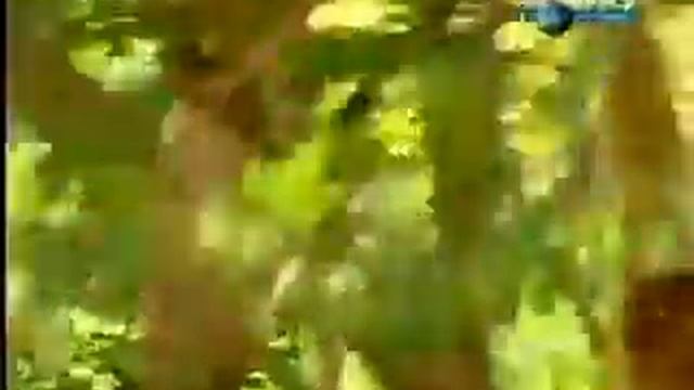 Обезьянка дразнит тигров Приколы с животными до слез смотреть онлайн