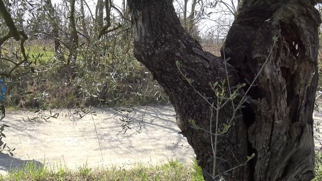 VIA FRANCIGENA 31, San Miniato Alto - Gambassi Terme смотреть онлайн