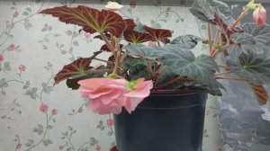 Бегония СвитСпайс Инглиш Роуз (Begonia Sweet Spice English Rose)