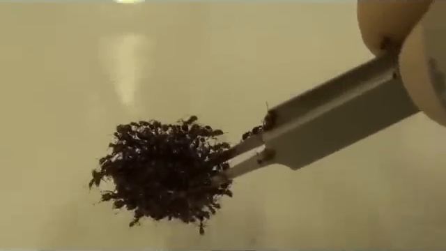 a floating fire ant raft is pushed down on the surface of water смотреть онлайн