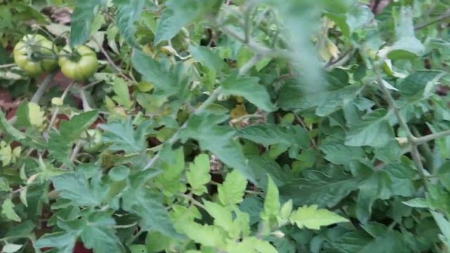 BUSY SA GAWAING BAHAY | LABA LINIS LUTO | UPDATE SA KAMATIS MAY HINUG NA | VLOG ❤️ смотреть онлайн