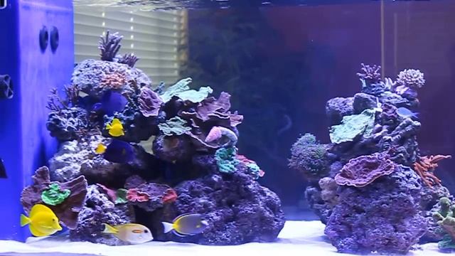 my week old 435 g mixed sps tank family room side смотреть онлайн