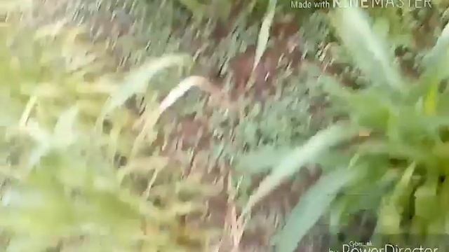 Lub neej hmoob xxx. Movi hmong смотреть онлайн