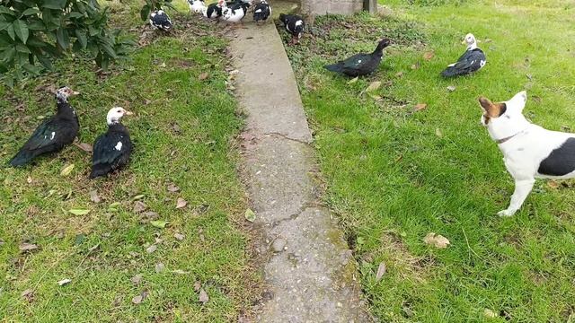 Парнаут. Мандарины и утки смотреть онлайн